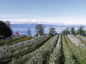 18585700-Ferienwohnung-2-Wasserburg am Bodensee-300x225-2