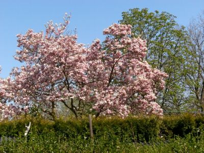 Magnolien in voller Pracht