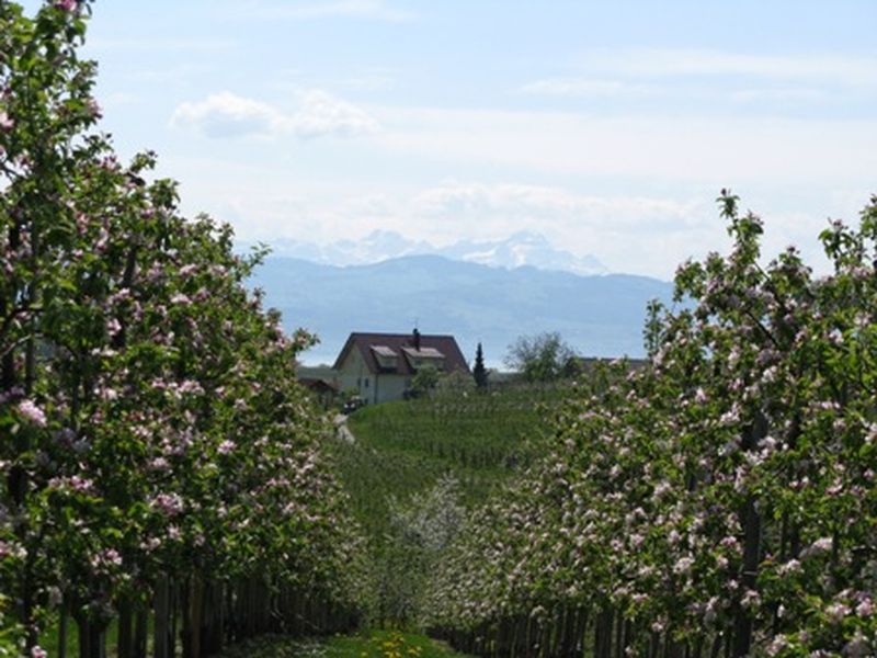 18596926-Ferienwohnung-2-Wasserburg am Bodensee-800x600-2