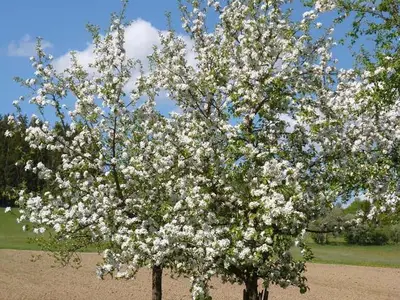 Frühling