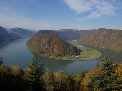 Donauschlinge