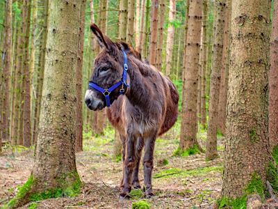 Esel Hugo beim Waldspaziergang