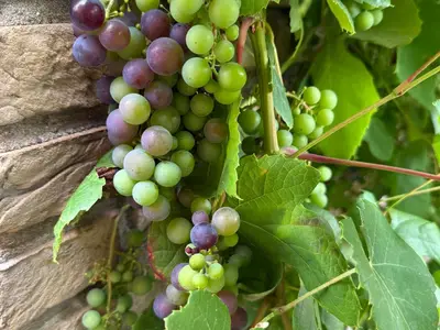 Ferienwohnung für 6 Personen (65 m²) in Weilerswist 10/10