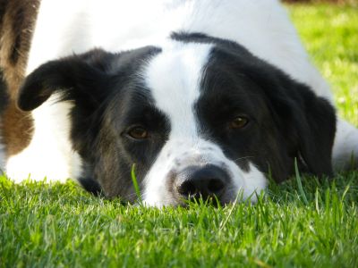 Hunde sind bei uns herzlich willkommen!