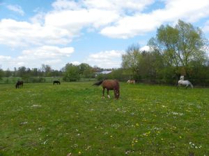 19796081-Ferienwohnung-4-Weiltingen-300x225-5