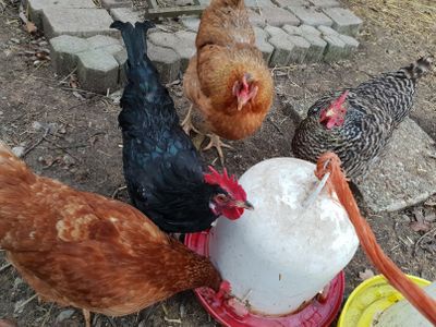 Unsere Spatzenhof-Hühner