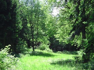 Frühling im nahen Wald