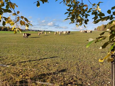 Weide vor dem Dorf