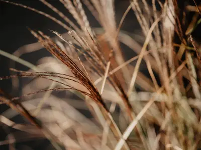 Ferienwohnung für 4 Personen (40 m²) in Weisweil 4/10