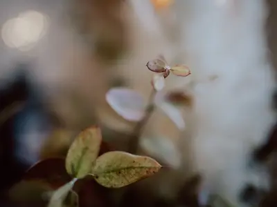 Ferienwohnung für 6 Personen (40 m²) in Weisweil 2/10