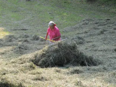 Heuarbeit im Hochsommer