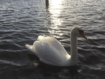 Ferienwohnung für 5 Personen (50 m²) in Wesenberg 9/10