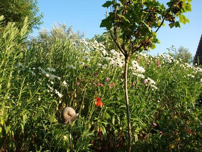 Sommerblumen