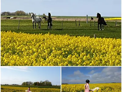 Holsteiner Zuchtstuten & Ponys
