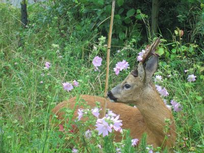 Besuch im Garten