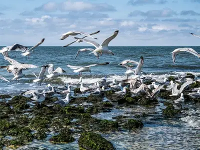 Ferienwohnung für 3 Personen (60 m²) in Westerland (Sylt) 10/10