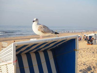 Ferienwohnung für 2 Personen (36 m²) in Westerland (Sylt) 4/10