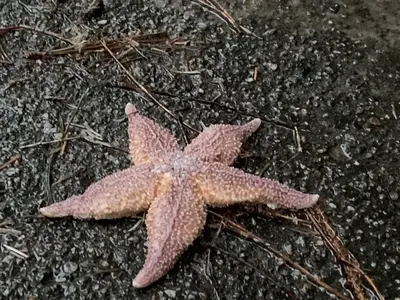 Ferienwohnung für 3 Personen (50 m²) in Westerland (Sylt) 1/9