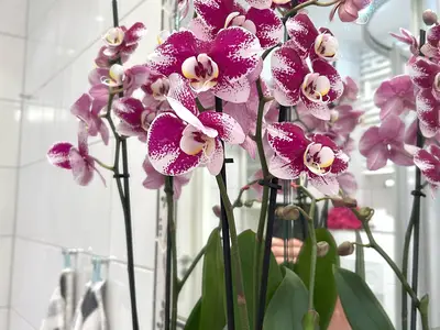 Ferienwohnung für 4 Personen (44 m²) in Westerland (Sylt) 9/10