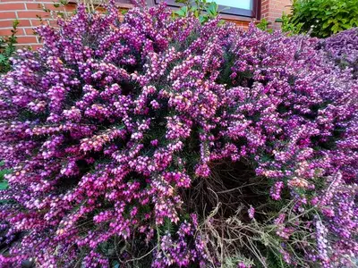 Ferienwohnung für 3 Personen (50 m²) in Sylt-Ost 3/10