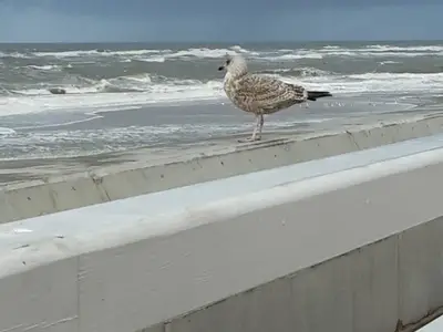 Ferienwohnung für 2 Personen (38 m²) in Westerland (Sylt) 9/10