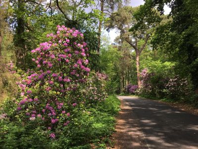 Frühling - Thalenbusch