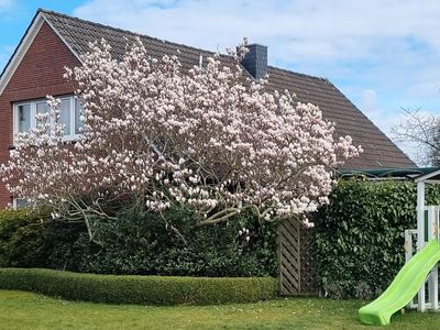 Haus mit Tulpenbaum_HQ