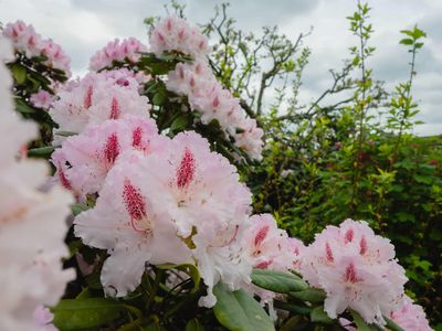 Rhodoblüte