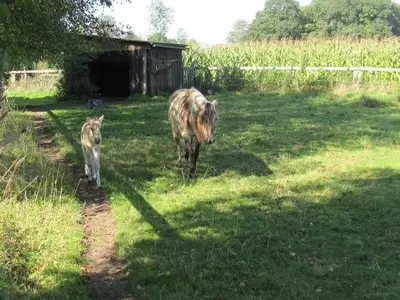 Ferienwohnung für 2 Personen (52 m²) in Westerstede 4/10