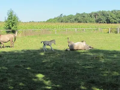 Ferienwohnung für 2 Personen (52 m²) in Westerstede 5/10