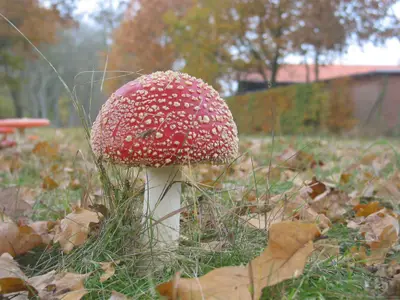 im Spätsommer an der Straße vor dem Haus
