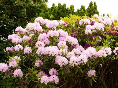 Garten mit Rhododendron