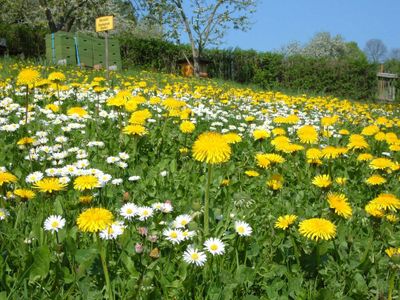 Bienenvölker auf blühender Wiese im Wolfstal