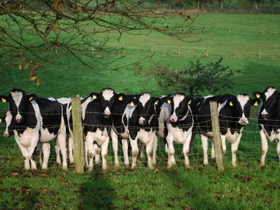 Ferienwohnung für 5 Personen in Wiehl 1/10