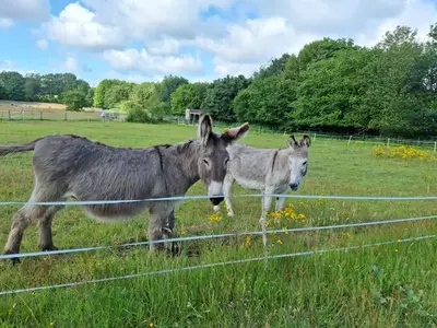 Ferienwohnung für 2 Personen (42 m²) in Wiemersdorf 8/10