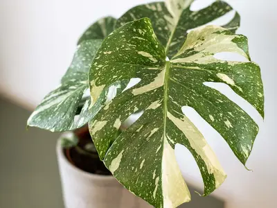 Ferienwohnung für 5 Personen (52 m²) in Wien 2/10