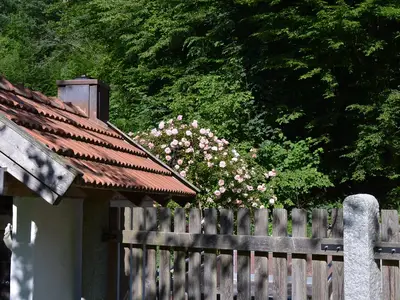 Backhaus Blühende Rose.JPG