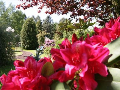 Rhododendronblüte