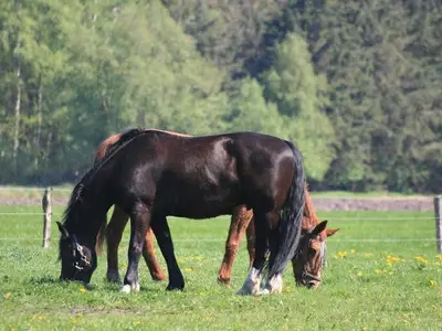 Ferienwohnung für 4 Personen (70 m²) in Wiesmoor 3/10