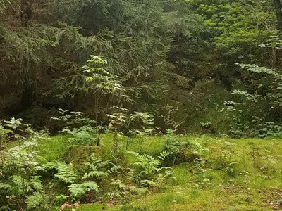 Ferienwohnung für 4 Personen (45 m²) in Wildemann 7/8