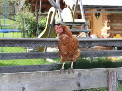 Ferienwohnung für 3 Personen (40 m²) in Wildermieming 10/10