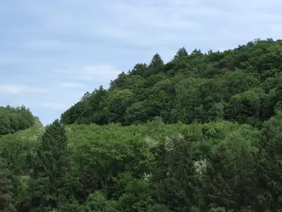 Blick in den Pfälzerwald