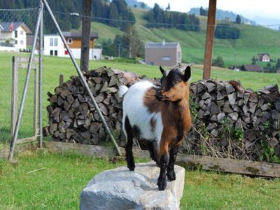 Unsere anderen Gäste vom Frühling bis Herbst