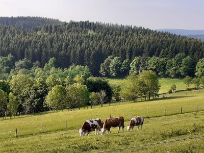 Ferienwohnung für 4 Personen (50 m²) in Willingen (Upland) 2/8