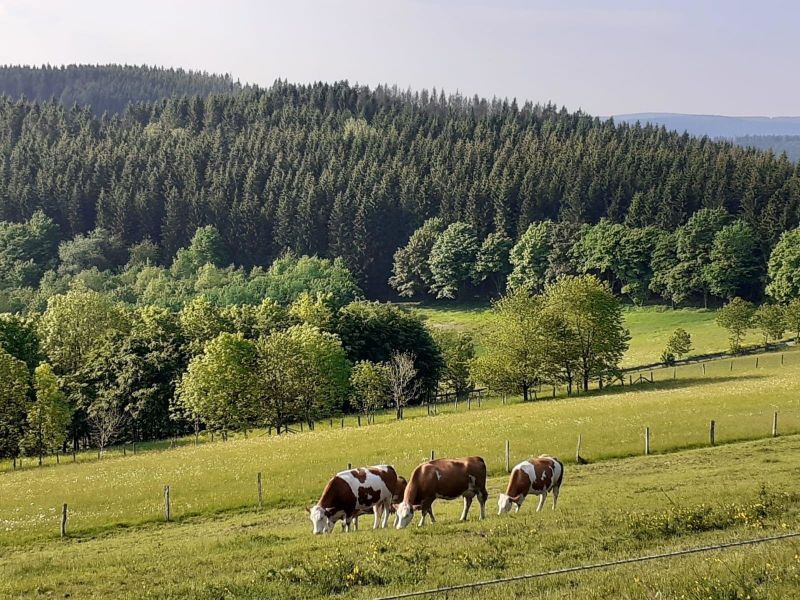 23349358-Ferienwohnung-4-Willingen (Upland)-800x600-1