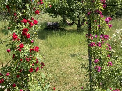 Der Garten im Sommer mit Hängematte