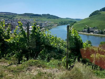 Weinberge an der Mosel