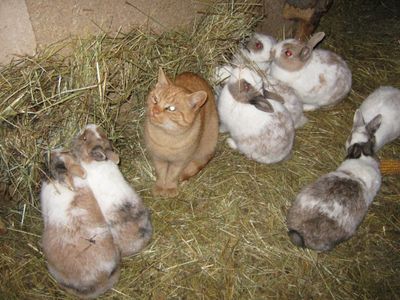 Katzen und Hasen im Stall