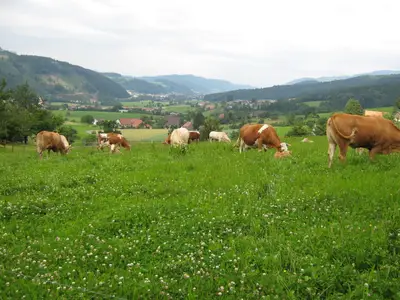 Kühe mit Kälbchen