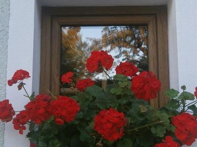 Blumenfenster